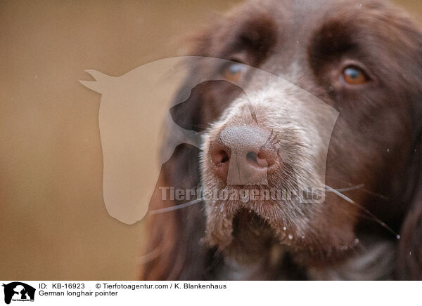 Deutsch Langhaar / German longhair pointer / KB-16923