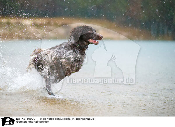 Deutsch Langhaar / German longhair pointer / KB-16929