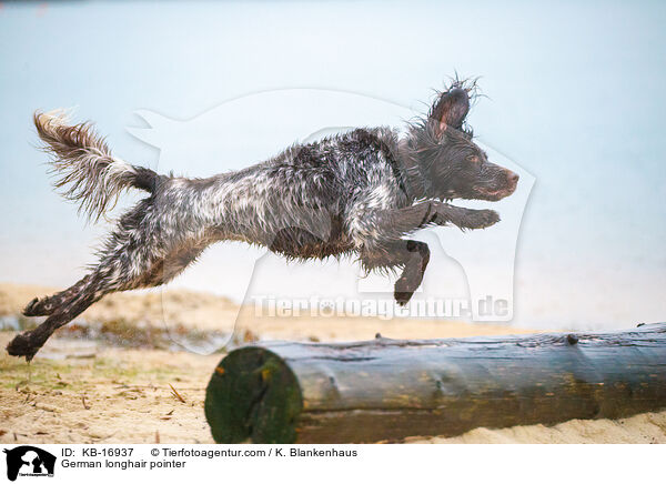 German longhair pointer / KB-16937