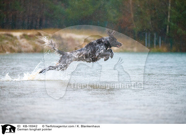 German longhair pointer / KB-16942