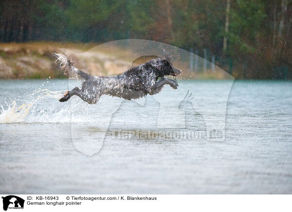 Deutsch Langhaar / German longhair pointer / KB-16943