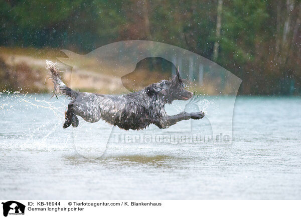 Deutsch Langhaar / German longhair pointer / KB-16944