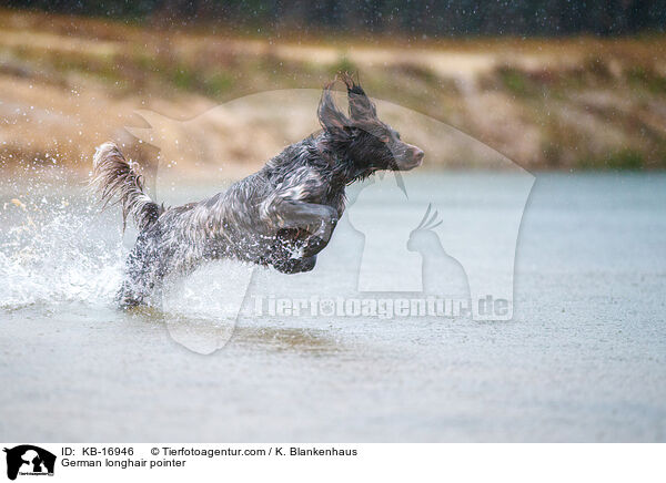 Deutsch Langhaar / German longhair pointer / KB-16946