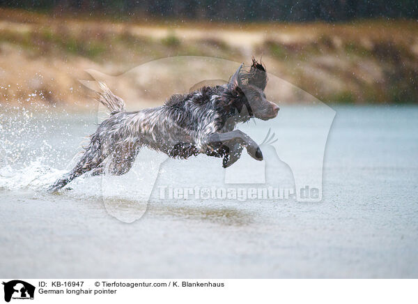 German longhair pointer / KB-16947