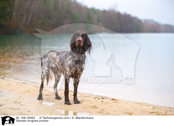 Deutsch Langhaar / German longhair pointer / KB-16952