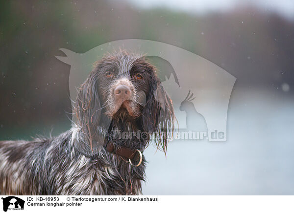 Deutsch Langhaar / German longhair pointer / KB-16953