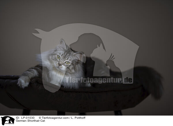 Deutsch Langhaar / German Shorthair Cat / LP-01030