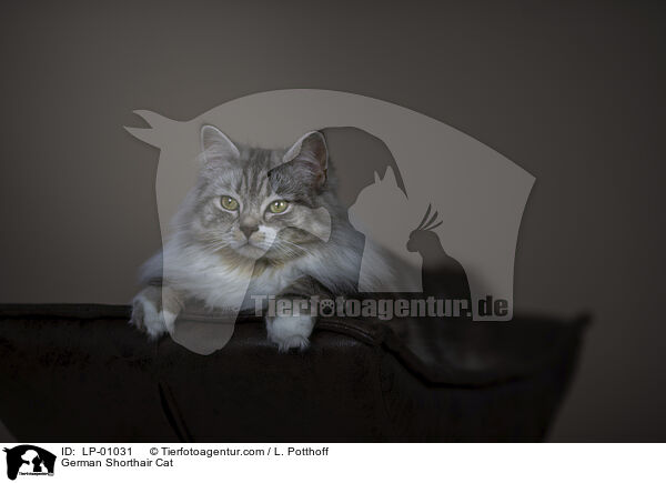 Deutsch Langhaar / German Shorthair Cat / LP-01031