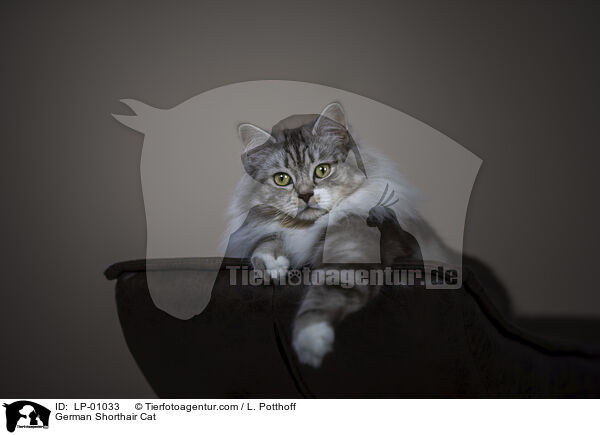 Deutsch Langhaar / German Shorthair Cat / LP-01033