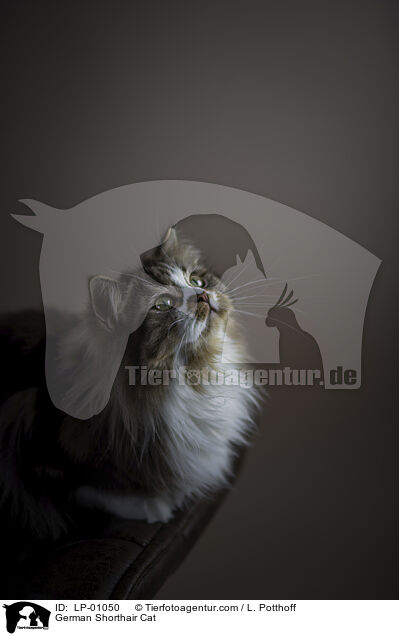Deutsch Langhaar / German Shorthair Cat / LP-01050