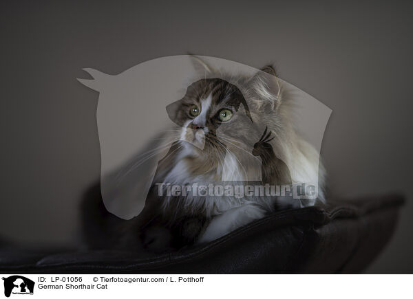 Deutsch Langhaar / German Shorthair Cat / LP-01056