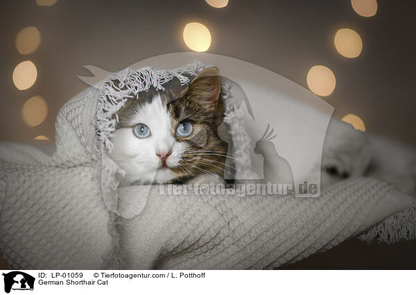 Deutsch Langhaar / German Shorthair Cat / LP-01059