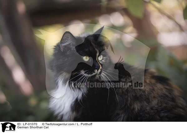Deutsch Langhaar / German Shorthair Cat / LP-01070