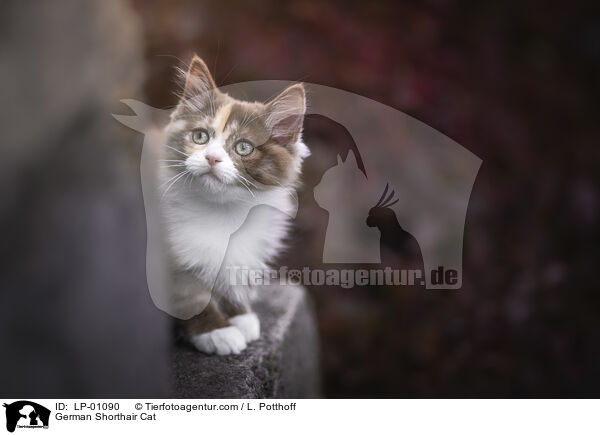 Deutsch Langhaar / German Shorthair Cat / LP-01090