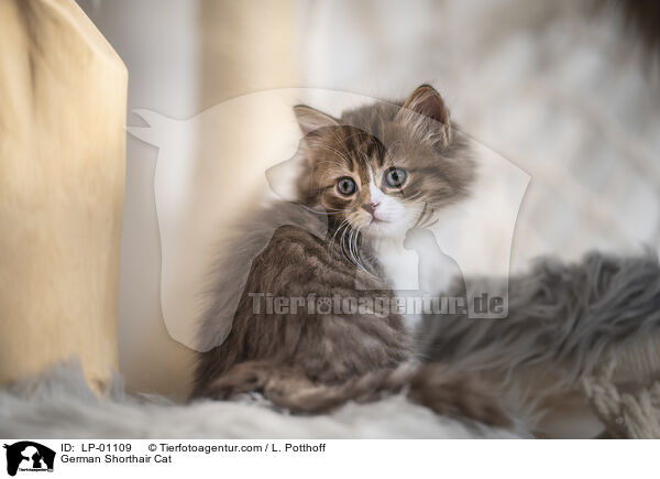 Deutsch Langhaar / German Shorthair Cat / LP-01109
