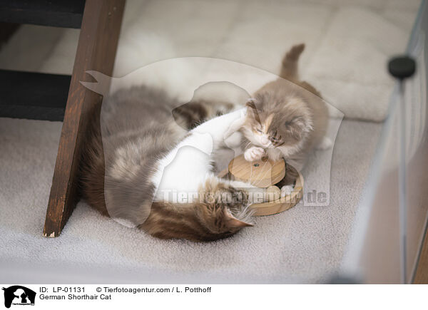 Deutsch Langhaar / German Shorthair Cat / LP-01131