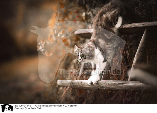 Deutsch Langhaar / German Shorthair Cat / LP-01143