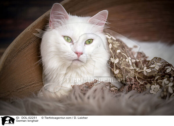 Deutsch Langhaar / German longhair / DOL-02251