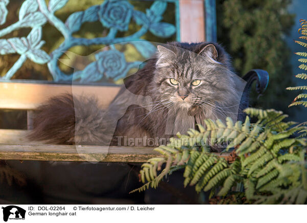 Deutsch Langhaar Kater / German longhair cat / DOL-02264