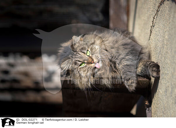 Deutsch Langhaar / German longhair cat / DOL-02271