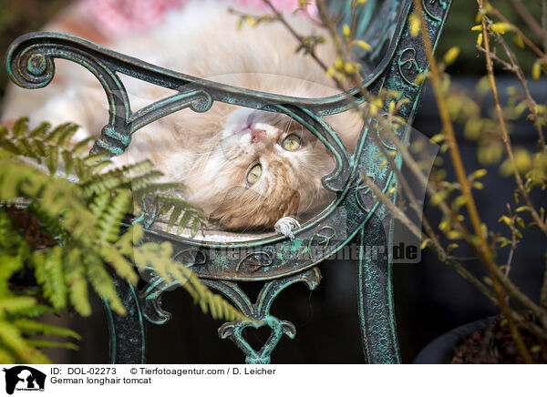 Deutsch Langhaar Kater / German longhair tomcat / DOL-02273