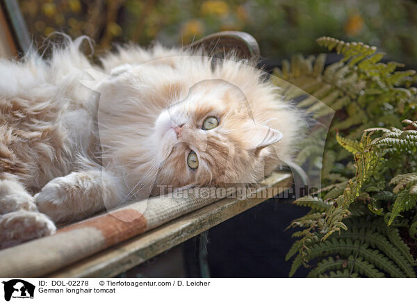 Deutsch Langhaar Kater / German longhair tomcat / DOL-02278