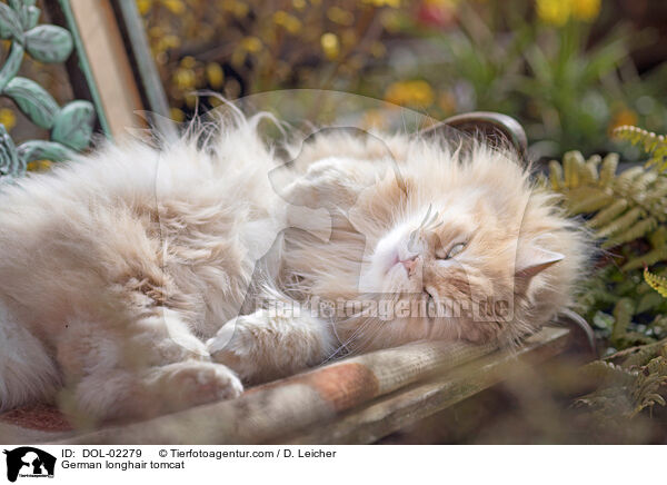 Deutsch Langhaar Kater / German longhair tomcat / DOL-02279