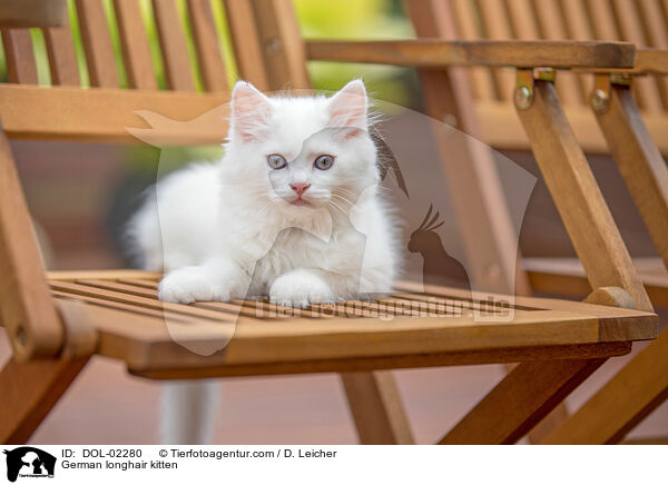 Deutsch Langhaar Ktzchen / German longhair kitten / DOL-02280