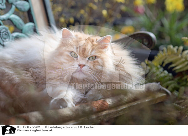 Deutsch Langhaar Kater / German longhair tomcat / DOL-02282