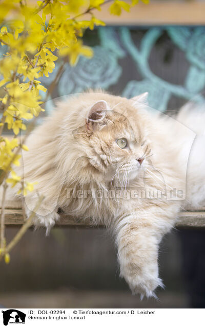 Deutsch Langhaar Kater / German longhair tomcat / DOL-02294