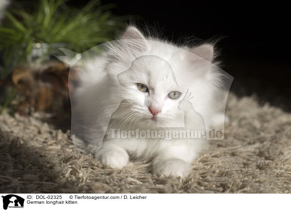 Deutsch Langhaar Ktzchen / German longhair kitten / DOL-02325