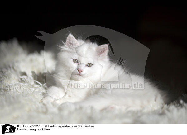 Deutsch Langhaar Ktzchen / German longhair kitten / DOL-02327