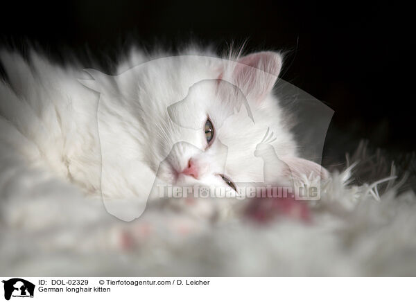 Deutsch Langhaar Ktzchen / German longhair kitten / DOL-02329