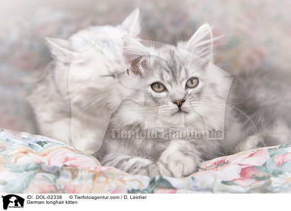 Deutsch Langhaar Ktzchen / German longhair kitten / DOL-02338