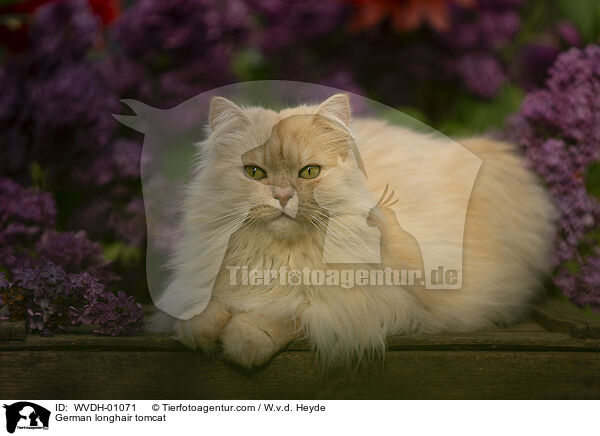 Deutsch Langhaar / German longhair tomcat / WVDH-01071