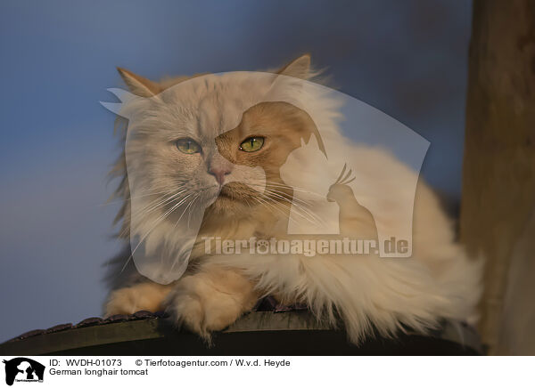 Deutsch Langhaar / German longhair tomcat / WVDH-01073
