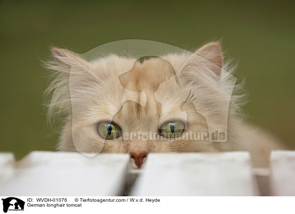 Deutsch Langhaar / German longhair tomcat / WVDH-01076