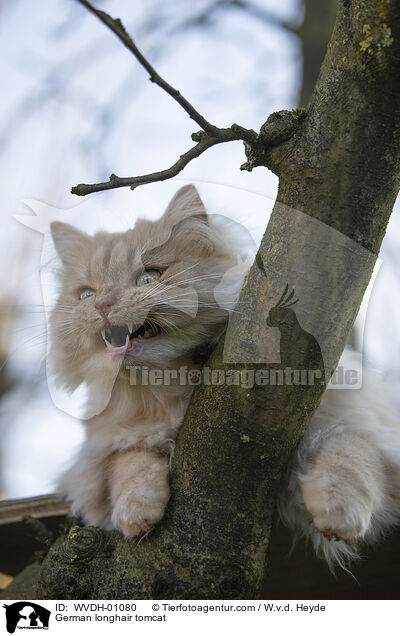 Deutsch Langhaar / German longhair tomcat / WVDH-01080