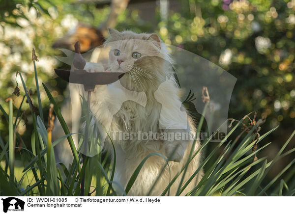 Deutsch Langhaar / German longhair tomcat / WVDH-01085