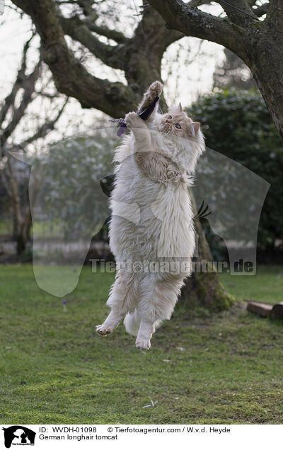 Deutsch Langhaar / German longhair tomcat / WVDH-01098