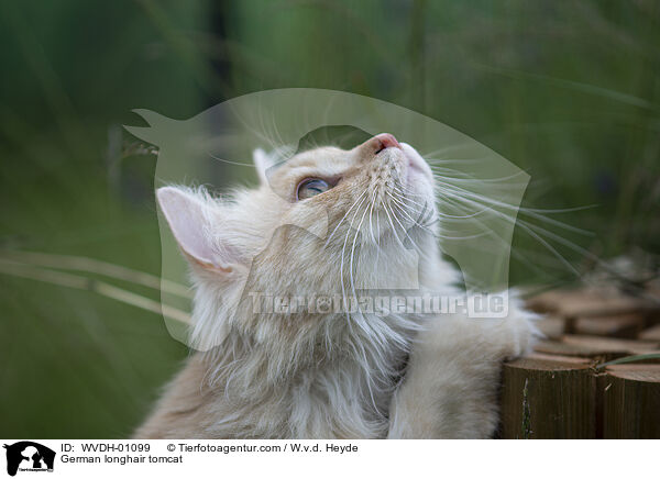 Deutsch Langhaar / German longhair tomcat / WVDH-01099