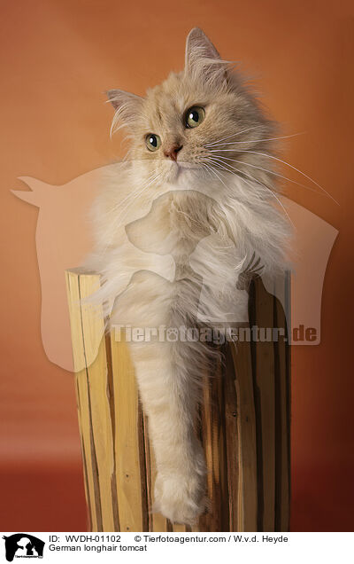 Deutsch Langhaar / German longhair tomcat / WVDH-01102