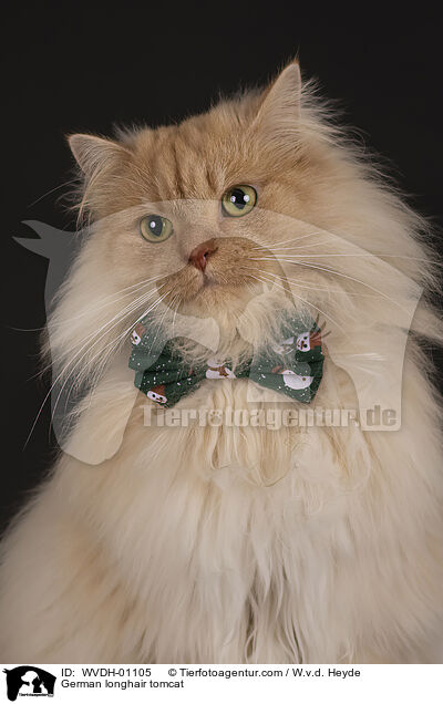 Deutsch Langhaar / German longhair tomcat / WVDH-01105