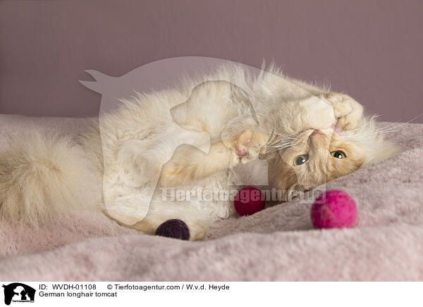Deutsch Langhaar / German longhair tomcat / WVDH-01108