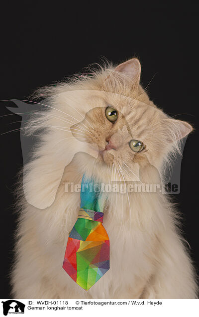 Deutsch Langhaar / German longhair tomcat / WVDH-01118