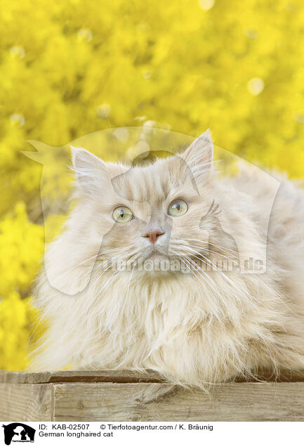 Deutsch Langhaar / German longhaired cat / KAB-02507