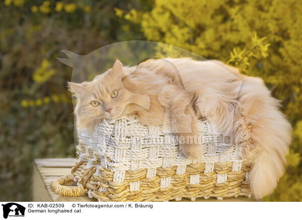 Deutsch Langhaar / German longhaired cat / KAB-02509