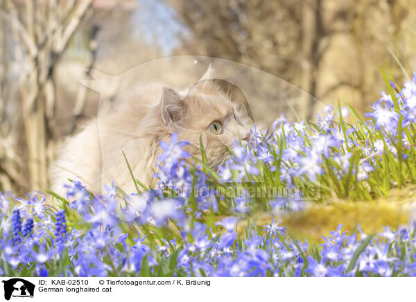 Deutsch Langhaar / German longhaired cat / KAB-02510