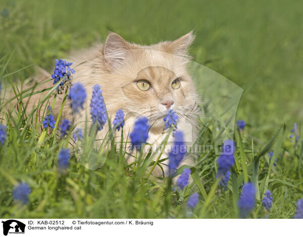 Deutsch Langhaar / German longhaired cat / KAB-02512