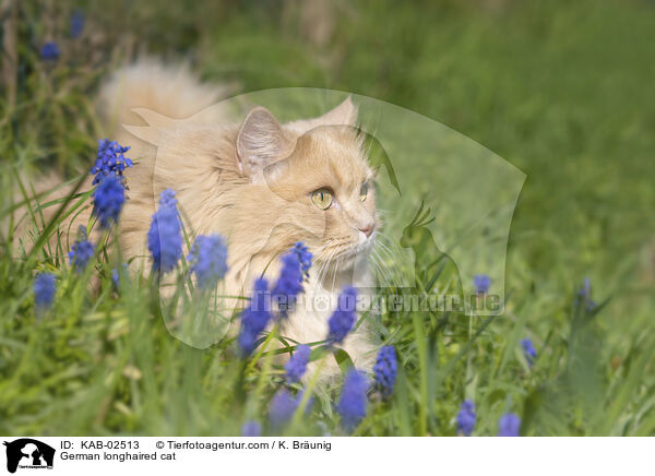 Deutsch Langhaar / German longhaired cat / KAB-02513